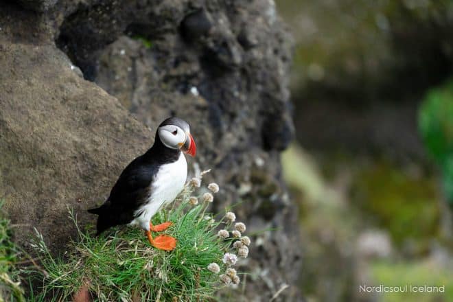 Atlantic puffin on a cliff in Dyrholaey in the south of Iceland