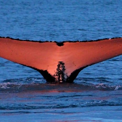 Queue d'une baleine à bosse au coucher du soleil