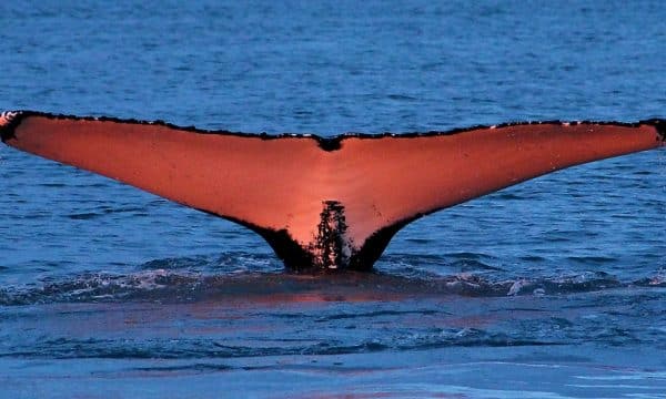 Tail of a Humpback whale at sunset