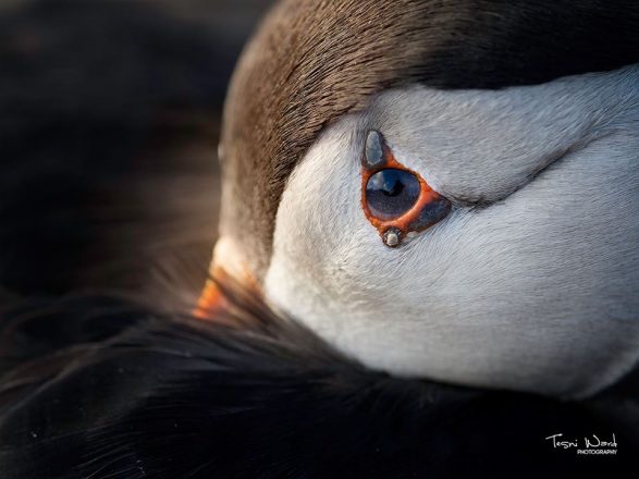 A close up on a puffin's eye