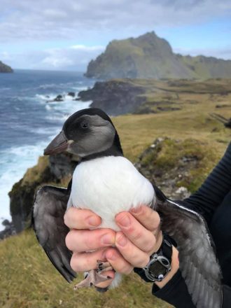 A baby Puffin is called a puffling