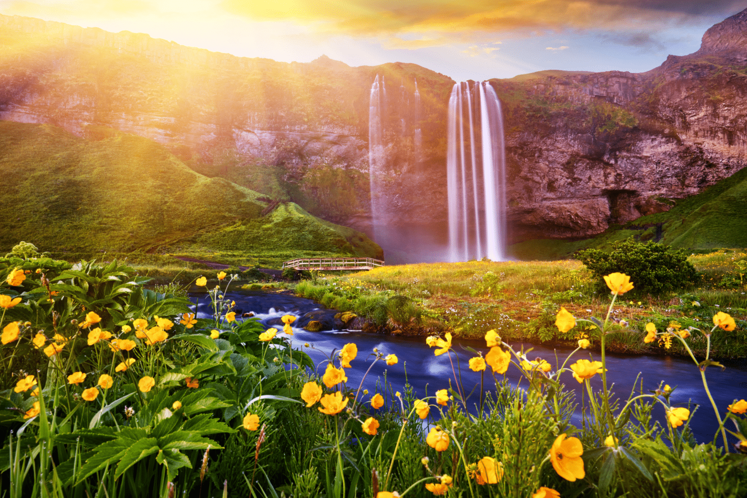 Fleurs jaunes au premier plan avec la cascade Seljalandsfoss du sud de l'Islande à l'arrière.