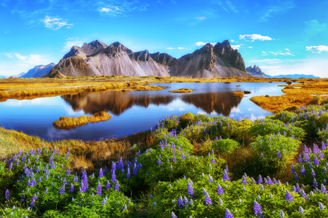 Flores frente a la montaña Vestrahorn en Islandia en verano.