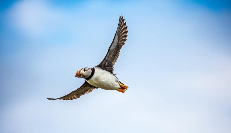 A puffin flying.