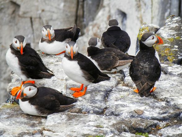 A gathering of puffins in Iceland