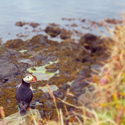 A puffin nesting on a cliffside in Flatey