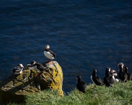 A group of puffins nesting on an Icelandic cliffside.