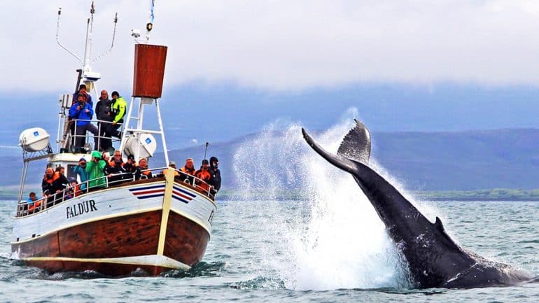 The tail of a whale as it dives back into the ocean next to a whale-watching boat in Húsavík, Iceland