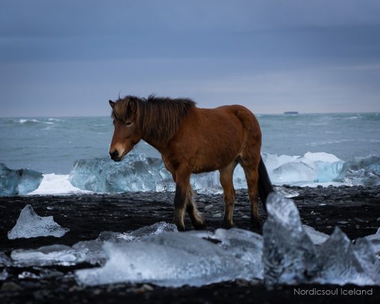 Un cheval islandais sur la plage de diamant
