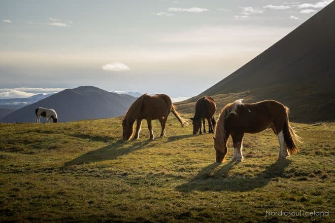Caballos islandeses pastando en el campo el