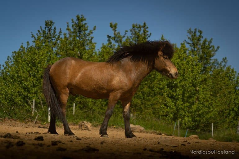 El caballo islandés hermoso y muy manso