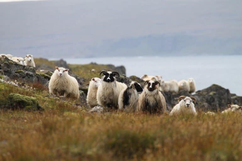 ovejas islandesas curiosas que miran de esta manera