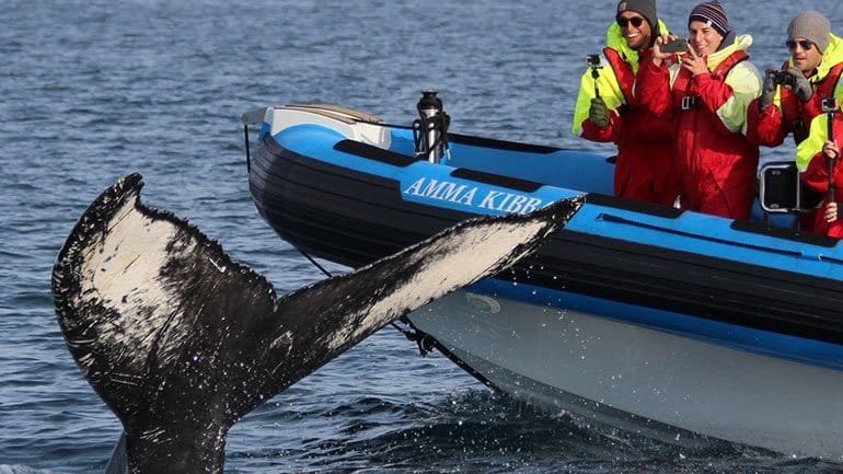Whale watching from a RIB boat from Husavik Iceland