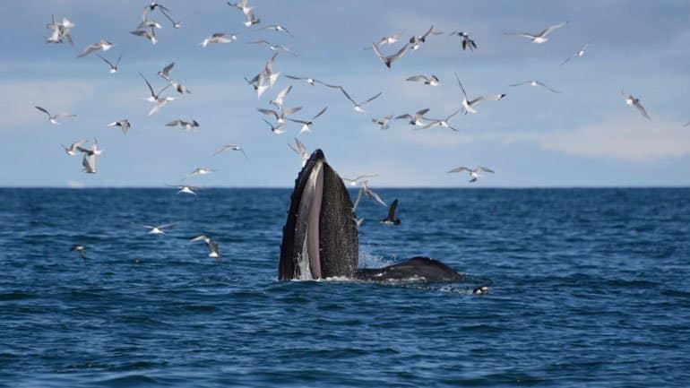 Whale feeding with birds flying around