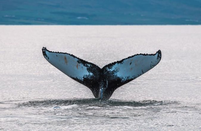 Cola de una ballena jorobada saliendo del agua