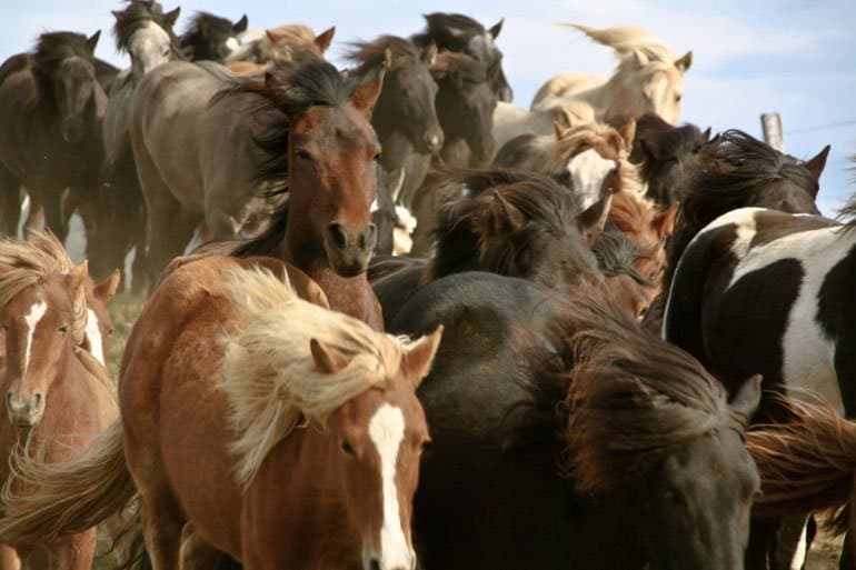 Groupe de chevaux en cours d'exécution pendant le rassemblement annuel des chevaux en Islande