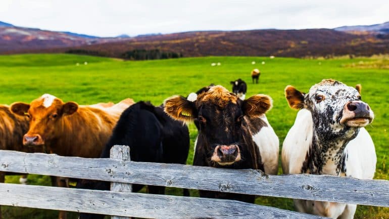 Icelandic cattle.