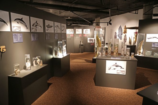 Les nouvelles expositions au musée du pénis islandais