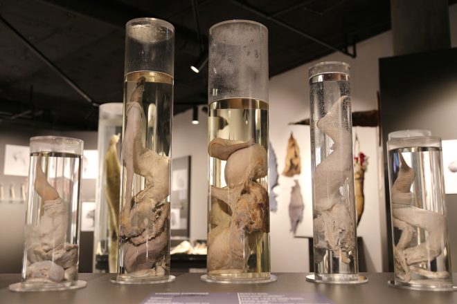 Una colección de penes en exhibición
