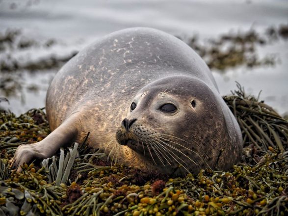A seal lounging on a bed of seaweed.