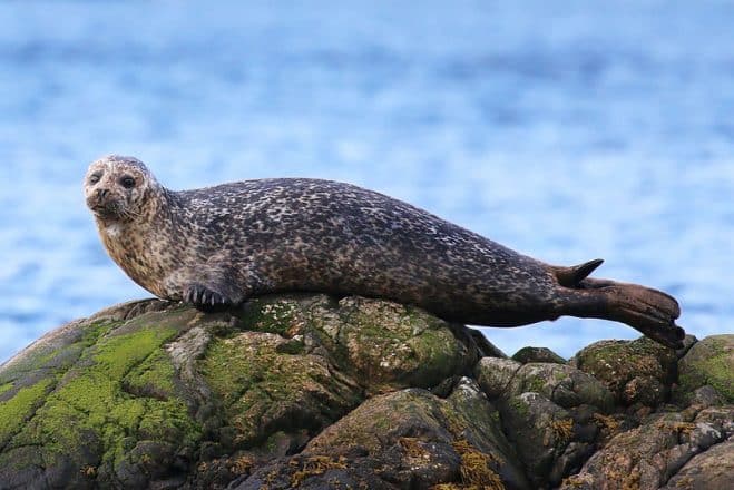 A seal on a rock.
