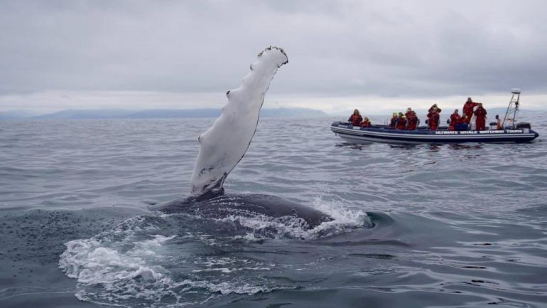 Una ballena saluda en un tour de avistamiento de ballenas en RIB Boat desde Reikiavik