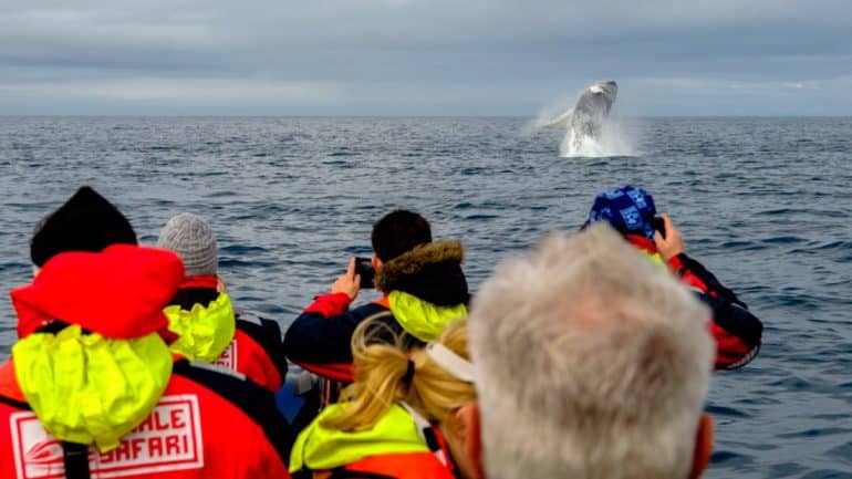 Observación de gentiles gigantes en un tour de avistamiento de ballenas en RIB Boat desde Reikiavik
