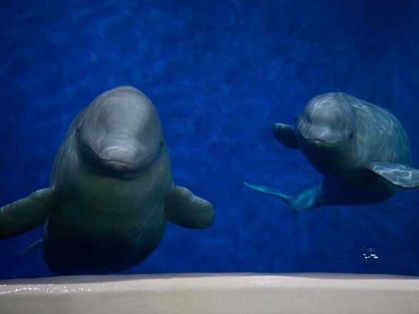 Dos ballenas beluga nadando.