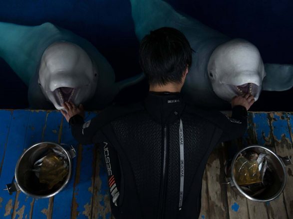 A man feeding two beluga whales.