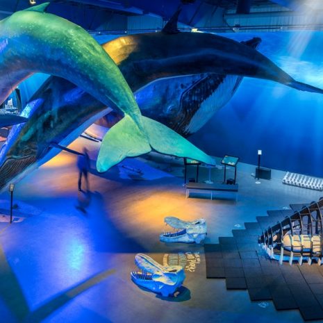Visite la Exposición Ballenas de Islandia en Reykjavik