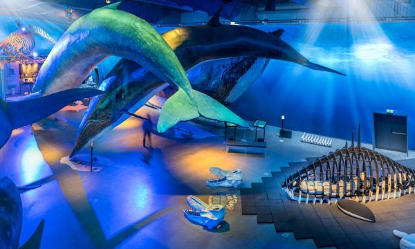 Visitez l'exposition sur les baleines d'Islande à Reykjavik