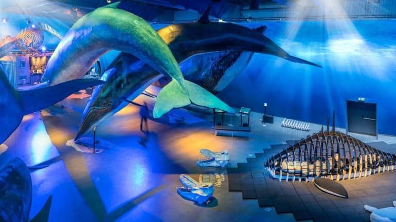Une vue aérienne de l'exposition Les baleines d'Islande à Reykjavik