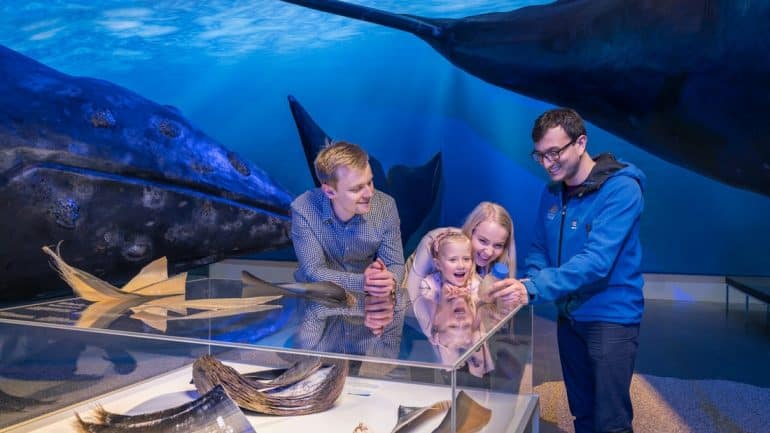 La Exposición de Ballenas de Islandia en Reykjavik es ideal para niños y adultos.