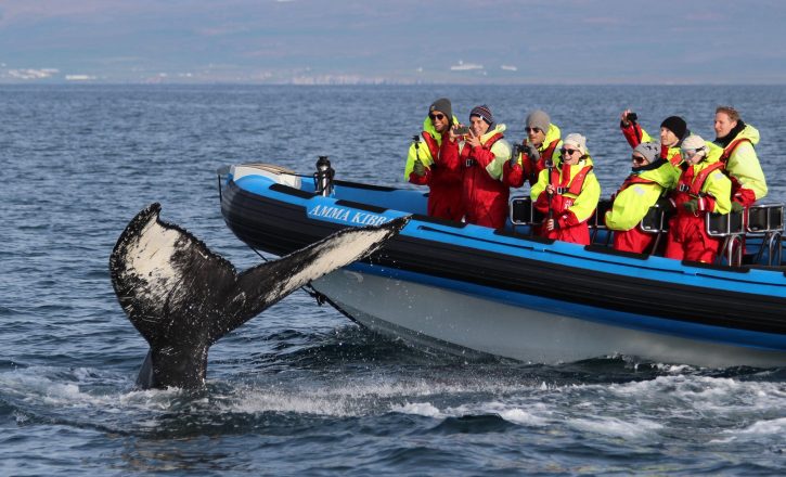 Avistamiento de ballenas con Gentle Giants Islandia