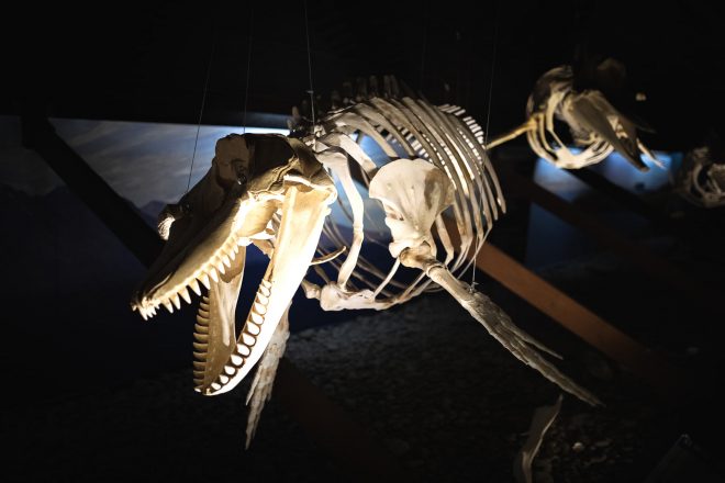 Un esqueleto de ballena en Islandia.