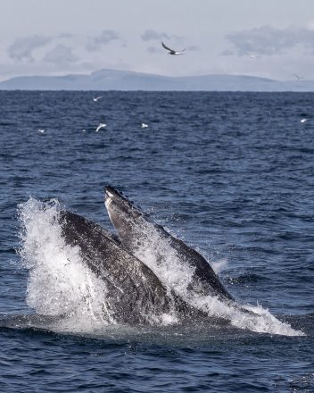 A whale breaches the ocean surface.