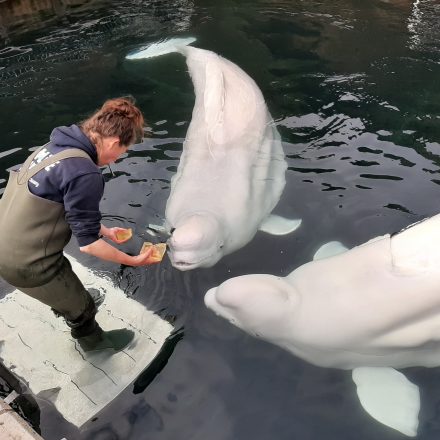 Feeding beluga whales.
