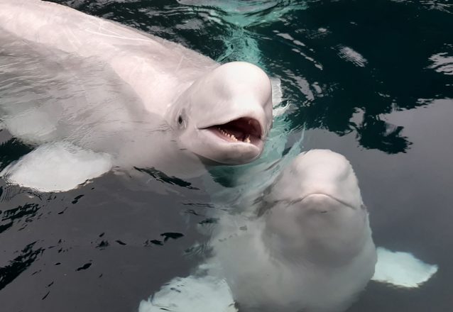 Dos ballenas beluga en Islandia.
