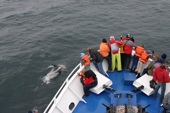 Les observateurs de baleines aperçoivent des marsouins communs dans l'eau.