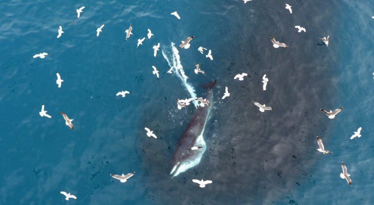Seabirds surround a whale in Iceland.