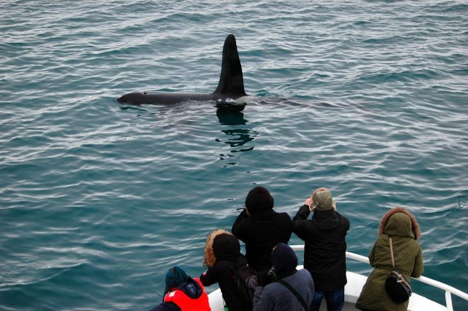 Los observadores de ballenas ven una orca en el agua.