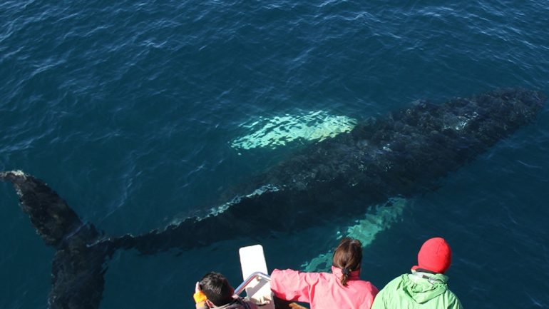 Una ballena vista bajo el agua en Islandia.