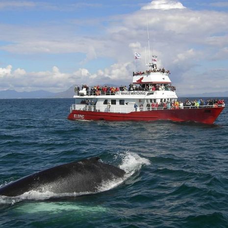 Visite classique d'observation des baleines depuis le vieux port de Reykjavik