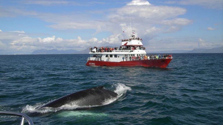 Classic Whale Watching Tour From Reykjavik’s Old Harbour