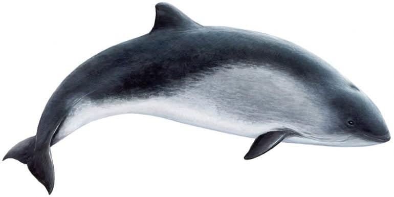 An illustration of a harbour porpoise