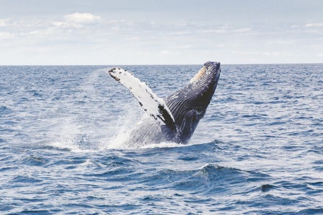 A humpback whale leaping from the water.