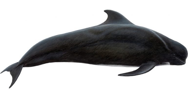 An illustration of a pilot whale.