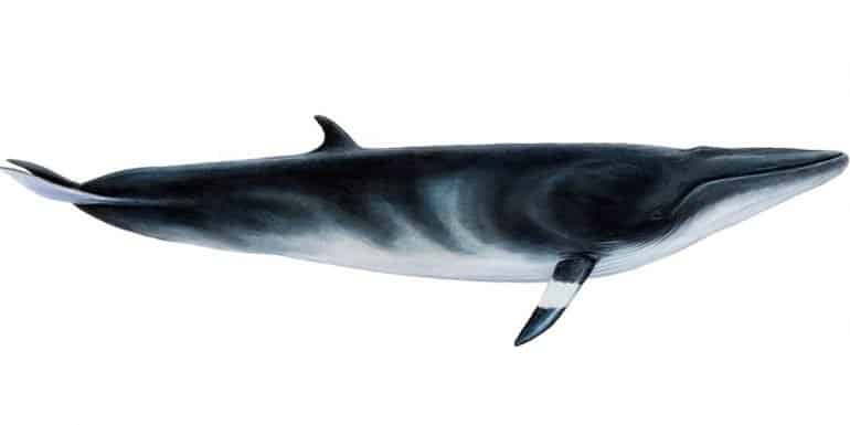 Ilustración de una ballena minke