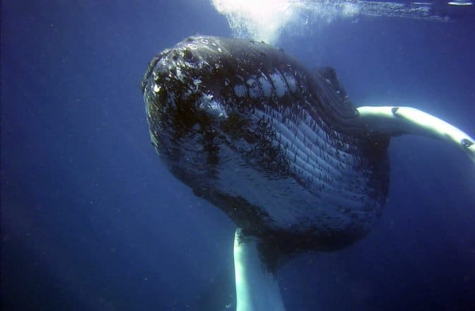 Una ballena jorobada debajo del agua.