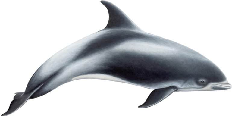 Una ilustración de un delfín de hocico blanco.
